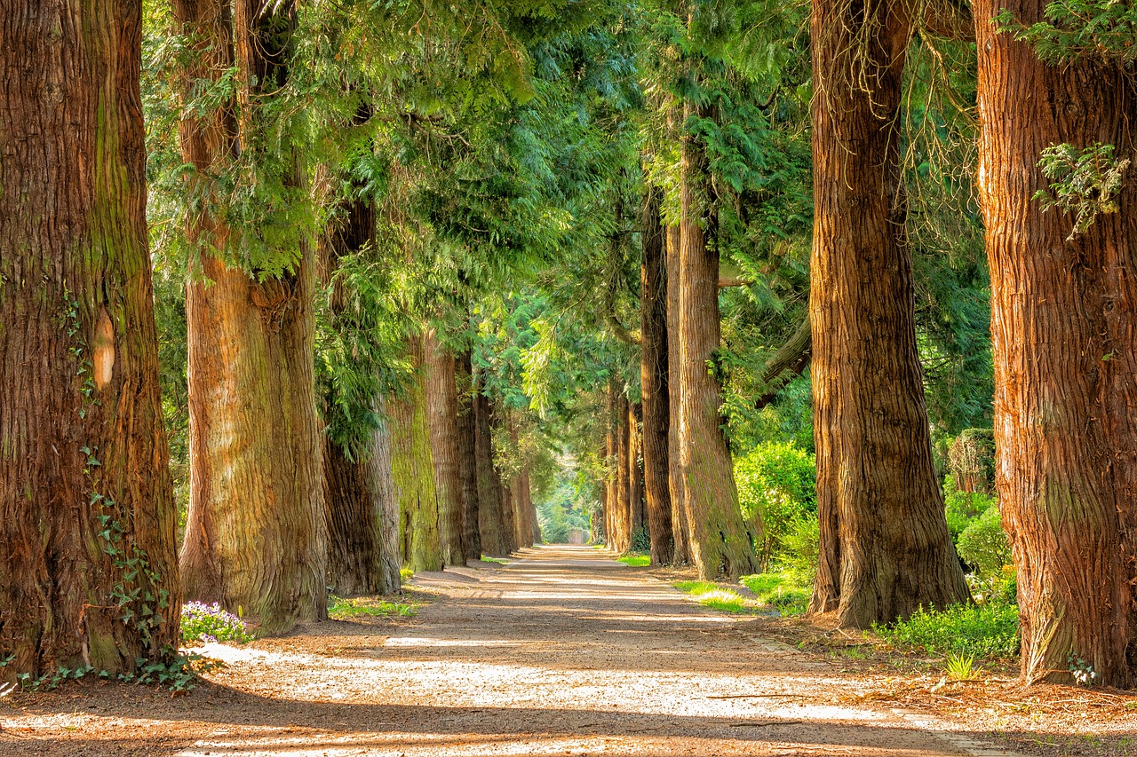 A walkway in between some trees in an outdoor park